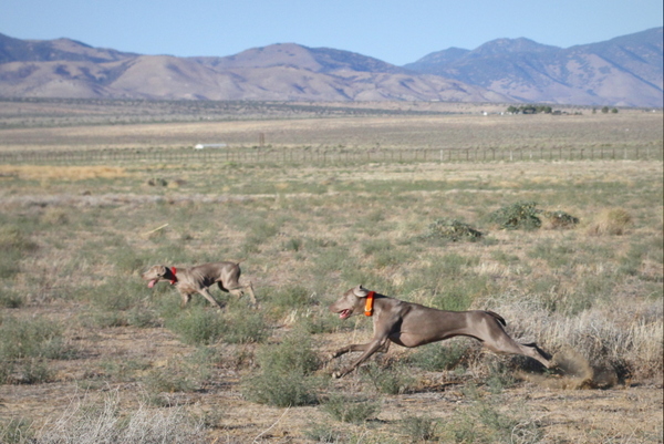 www.barrettweimaraners.com 2015-09-19 348