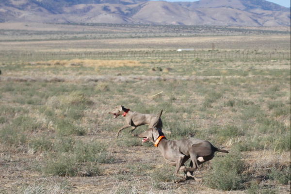 www.barrettweimaraners.com 2015-09-19 349