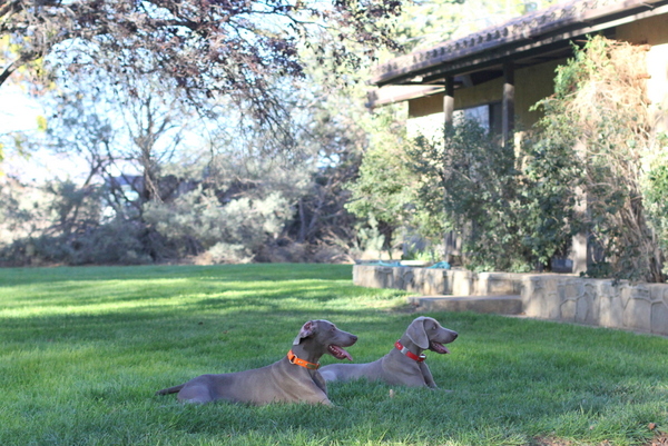 www.barrettweimaraners.com 2015-09-19 390