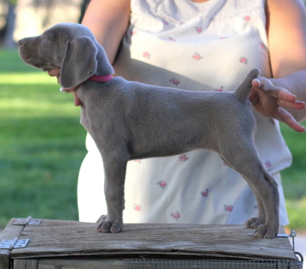 www.barrettweimaraners.com 2015-09-19 406