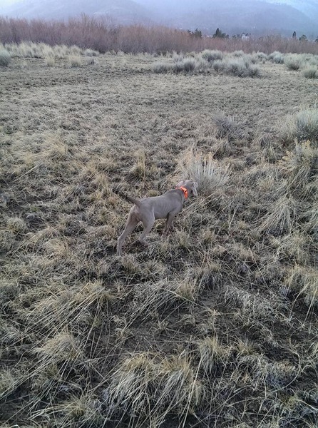 www.barrettweimaraners.com - 2015-12-22 - Hammer 01