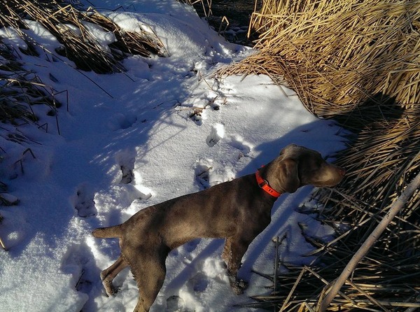 www.barrettweimaraners.com - 2015-12-30 - Hammer 03