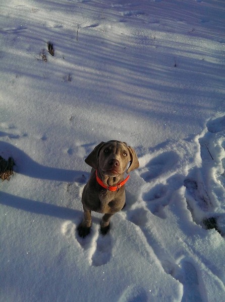 www.barrettweimaraners.com - 2015-12-30 - Hammer 04