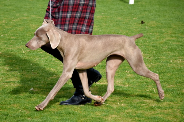 www.barrettweimaraners.com - 2016-01-10 - Gracie - Movement 01