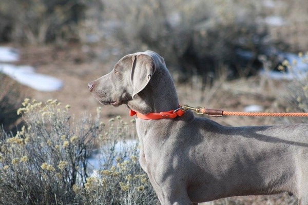 www.barrettweimaraners.com - 2016-01-16 - Hammer 02