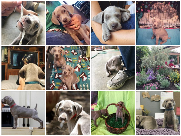 www.barrettweimaraners.com - Royce x Seren Puppies - Collage - 07