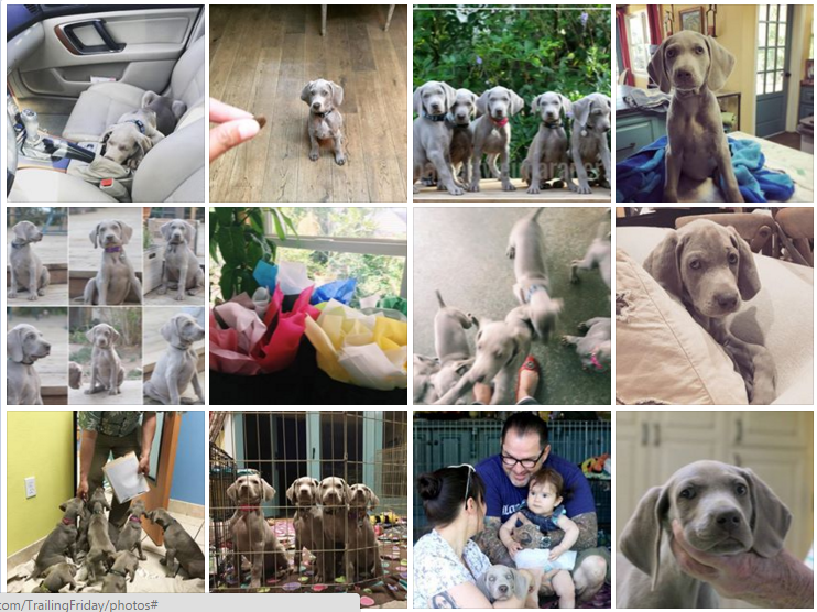 www.barrettweimaraners.com - Royce x Seren Puppies - Collage - 09