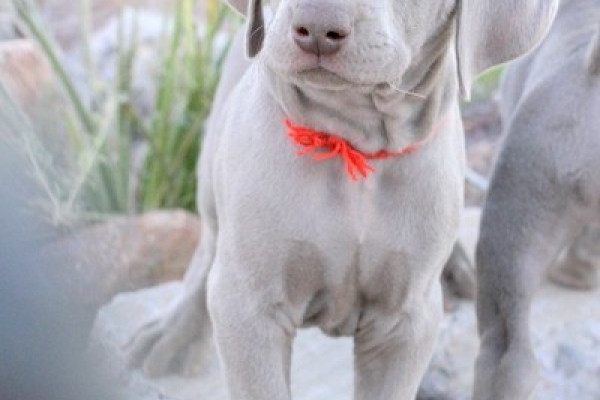 www.barrettweimaraners.com 2017-06-018