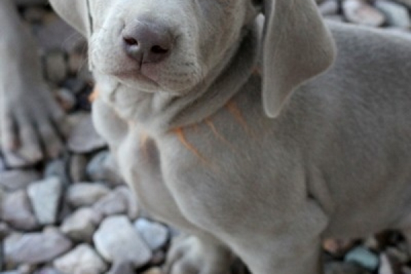 www.barrettweimaraners.com 2017-06-17 206