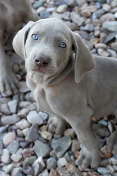 www.barrettweimaraners.com 2017-06-17 206