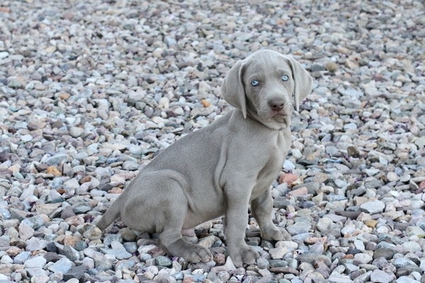 www.barrettweimaraners.com 2017-06-17 208