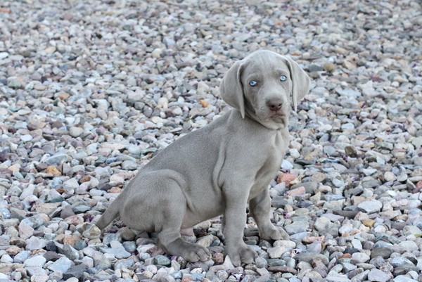 www.barrettweimaraners.com 2017-06-17 208