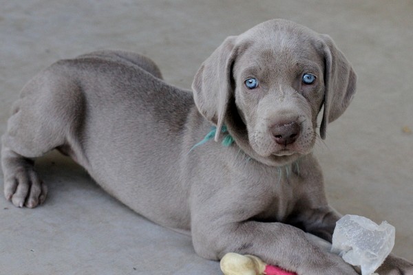 www.barrettweimaraners.com 2017-06-17 215