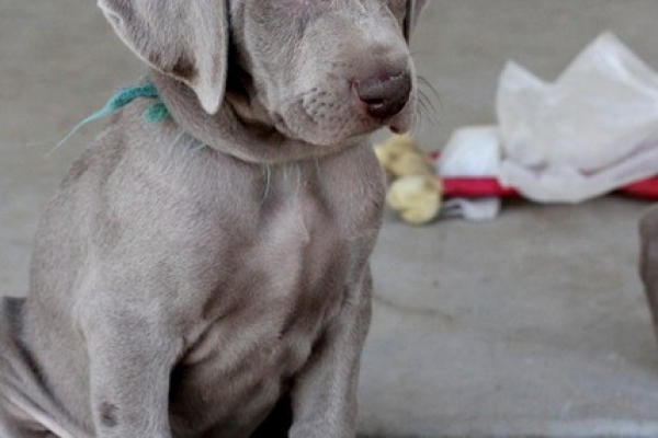 www.barrettweimaraners.com 2017-06-17 217