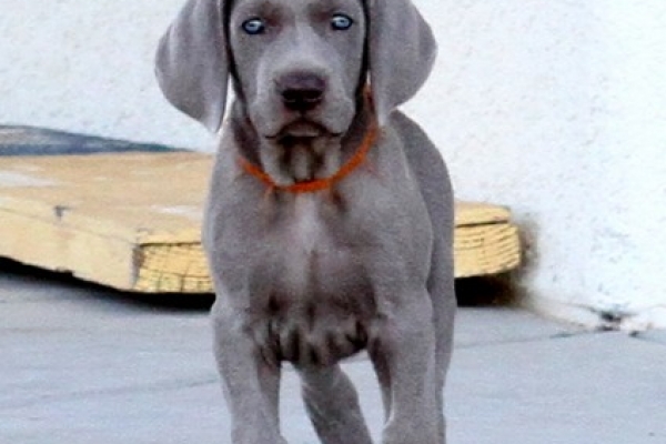 www.barrettweimaraners.com 2017-06-17 224