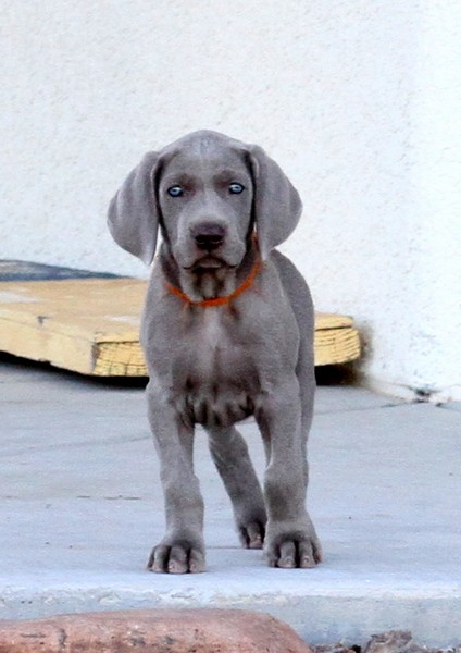 www.barrettweimaraners.com 2017-06-17 224
