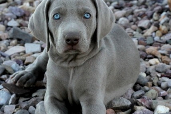 www.barrettweimaraners.com 2017-06-17 228