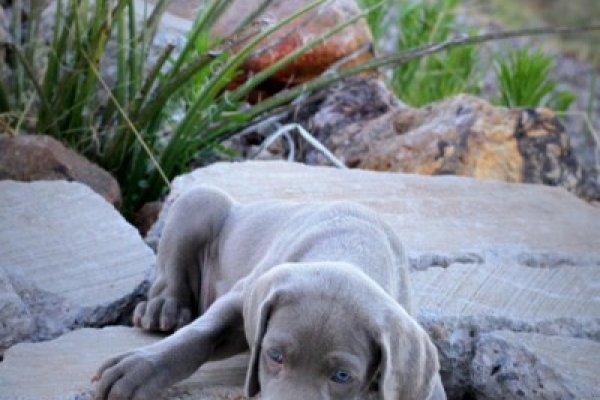 www.barrettweimaraners.com 2017-06-17 234