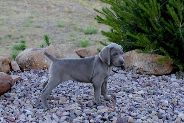 www.barrettweimaraners.com 2017-06-17 237