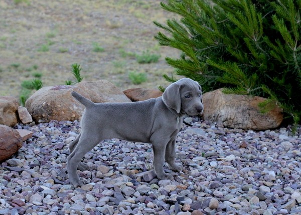www.barrettweimaraners.com 2017-06-17 237