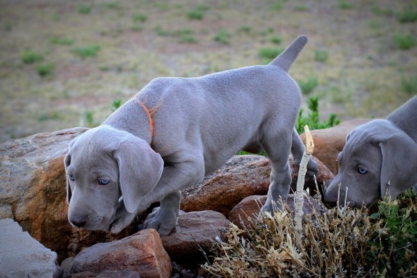 www.barrettweimaraners.com 2017-06-17 246