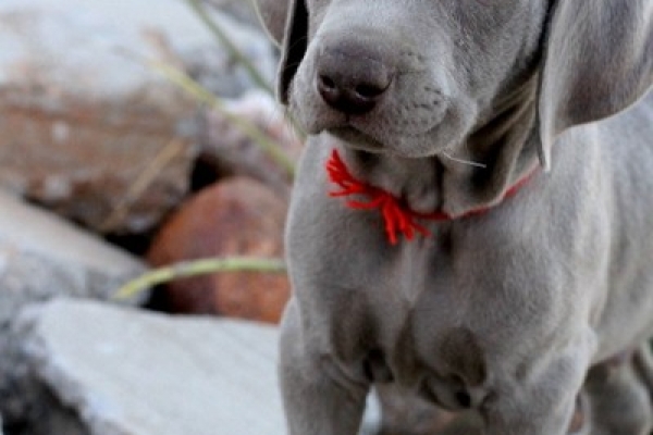 www.barrettweimaraners.com 2017-06-17 250