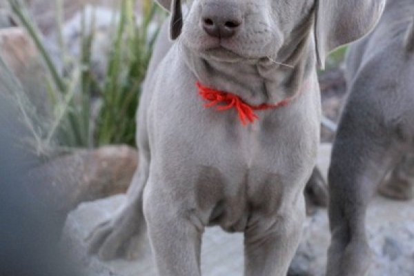 www.barrettweimaraners.com 2017-06-17 254