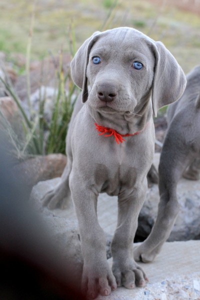 www.barrettweimaraners.com 2017-06-17 254