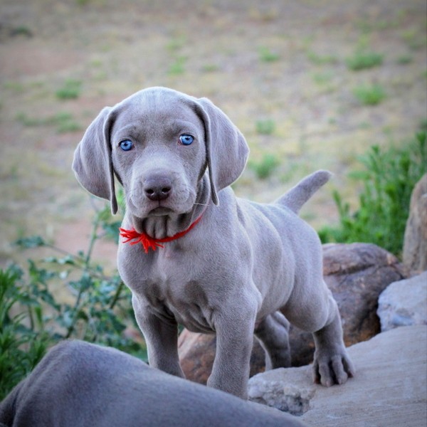 www.barrettweimaraners.com 2017-06-17 259