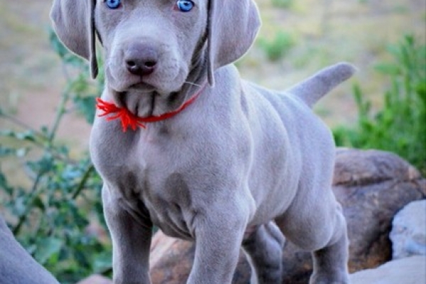 www.barrettweimaraners.com 2017-06-17 261