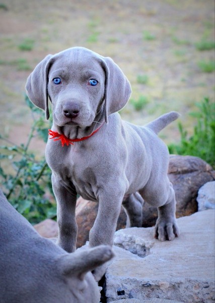 www.barrettweimaraners.com 2017-06-17 261