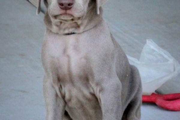 www.barrettweimaraners.com 2017-06-17 264