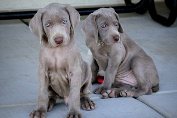 www.barrettweimaraners.com 2017-06-17 267