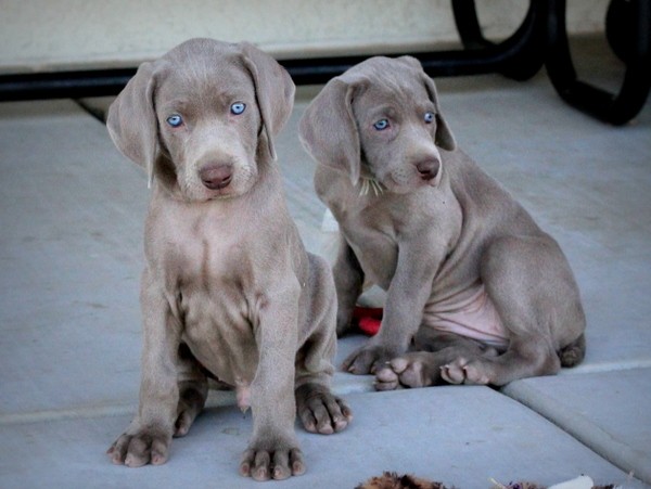 www.barrettweimaraners.com 2017-06-17 267