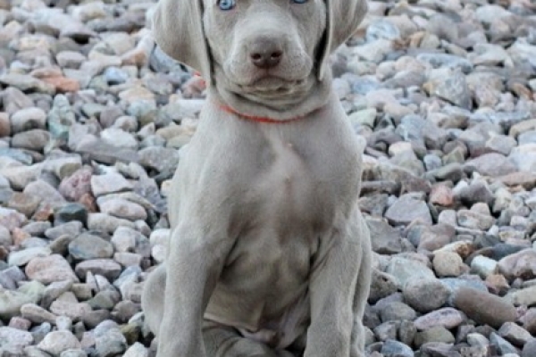 www.barrettweimaraners.com 2017-06-17 292