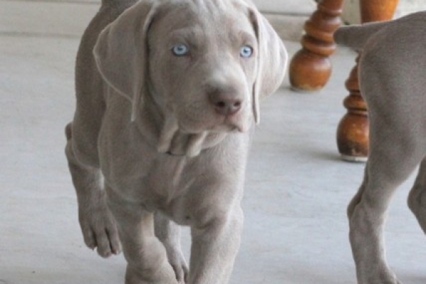 www.barrettweimaraners.com 2017-06-17 301