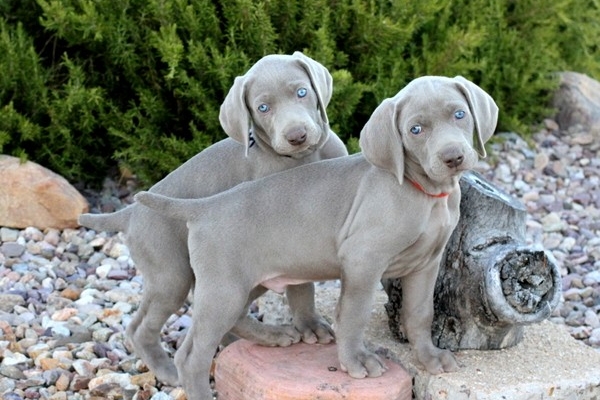 www.barrettweimaraners.com 2017-06-17 307