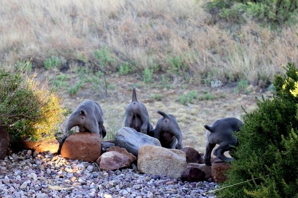 www.barrettweimaraners.com 2017-06-17 310