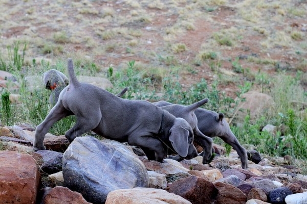 www.barrettweimaraners.com 2017-06-17 313