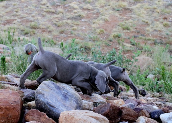www.barrettweimaraners.com 2017-06-17 313