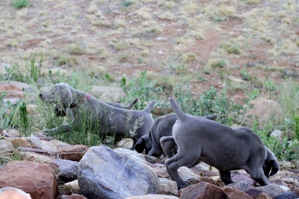 www.barrettweimaraners.com 2017-06-17 314