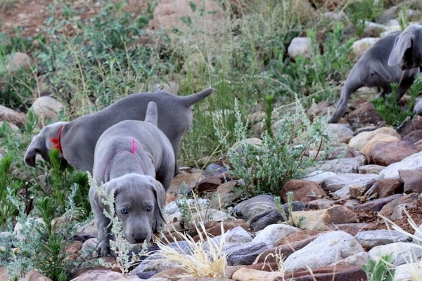 www.barrettweimaraners.com 2017-06-17 319