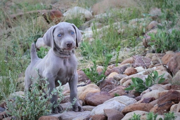 www.barrettweimaraners.com 2017-06-17 330