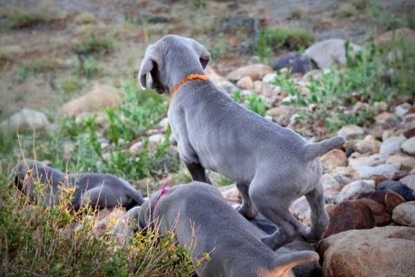 www.barrettweimaraners.com 2017-06-17 334