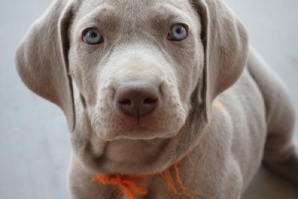 www.barrettweimaraners.com 2017-06-17 343
