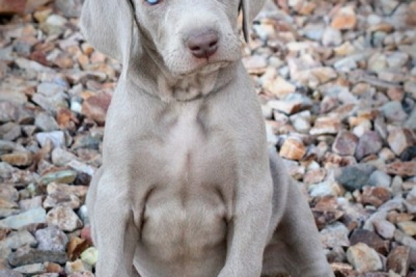 www.barrettweimaraners.com 2017-06-17 358