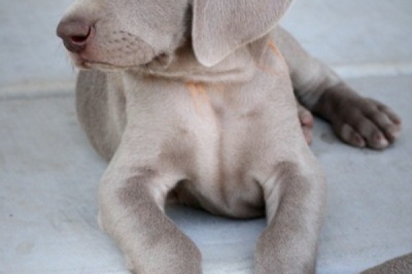 www.barrettweimaraners.com 2017-06-17 370