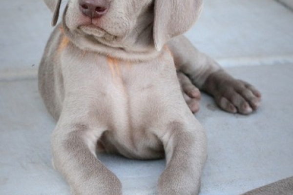 www.barrettweimaraners.com 2017-06-17 372