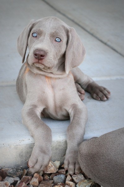 www.barrettweimaraners.com 2017-06-17 372