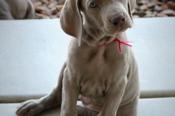 www.barrettweimaraners.com 2017-06-17 375